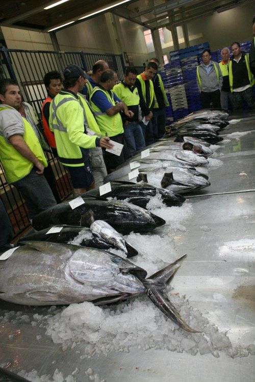 2auktion-over-tun-til-sashimisfmfoto-burcak-gurun-muraben